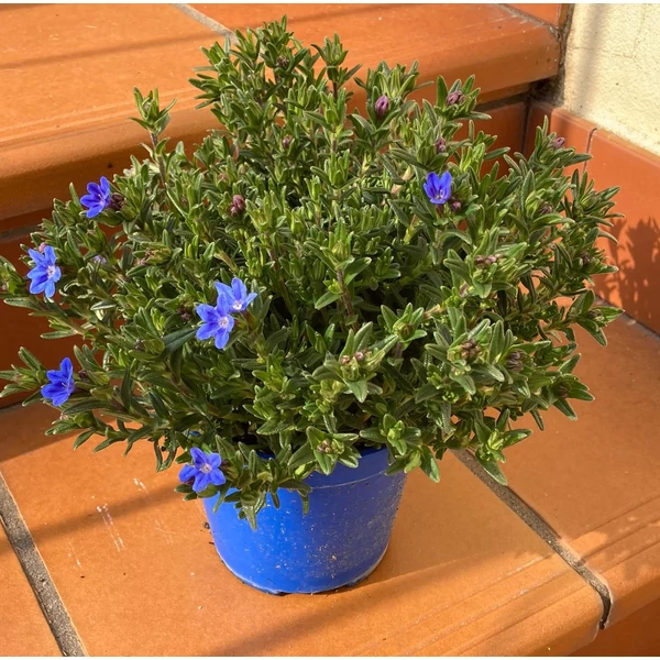Kőmagcserje  LITHODORA DIFFUSA HEAVENLY BLUE K1,5