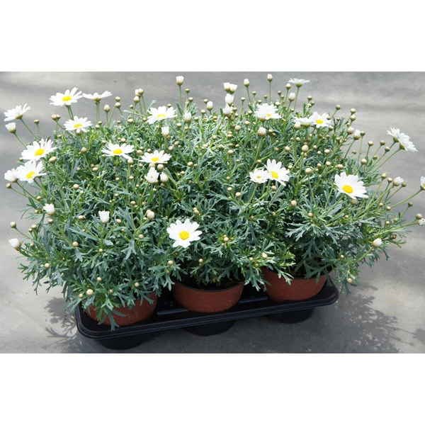 Margaréta MARGARÉTA FEHÉR BOKOR K1,5 