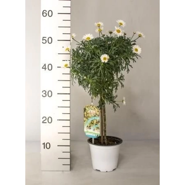 Margaréta MARGARÉTA FEHÉR MINI TÖRZS K1,5
