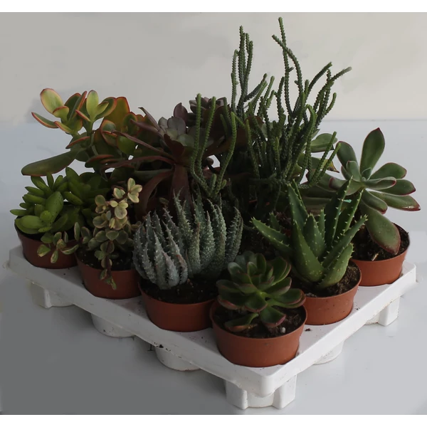 Kaktusz CACTUS MIX CS7,5