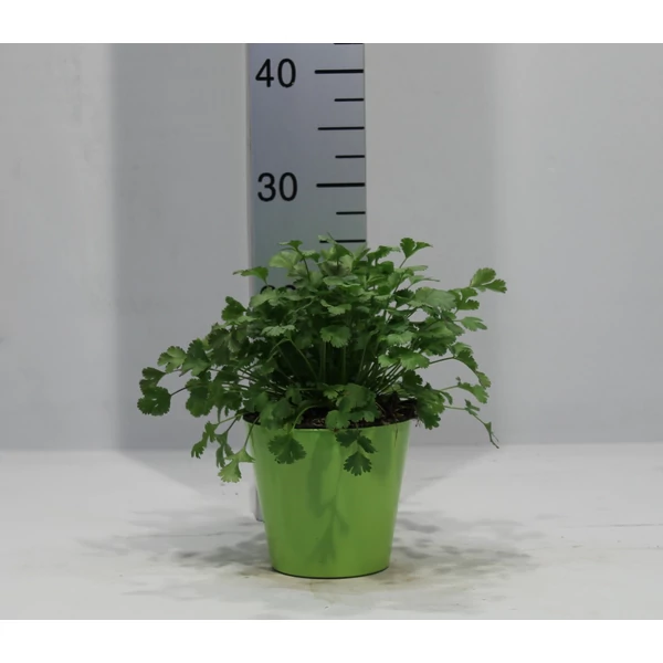 Koriander FŰSZERNÖVÉNY-CORIANDRUM SATIVUM K1,5