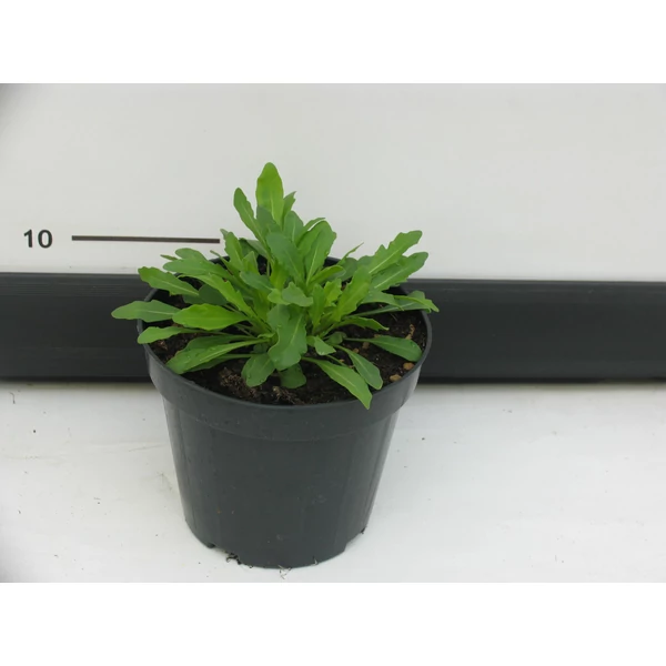 Rukkola FŰSZERNÖVÉNY-ERUCA SATIVA K1,5