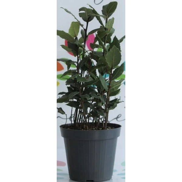 Fűszerbabér LAURUS NOBILIS CS10