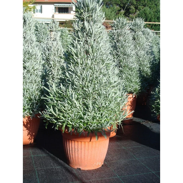 Levendula PIRAMIS LAVANDULA ANGUSTIFOLIA PIRAMIS CS25-K5,5