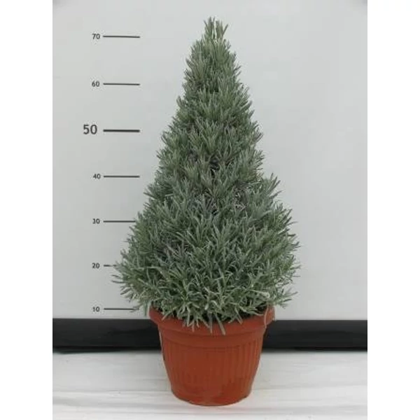 Levendula PIRAMIS LAVANDULA ANGUSTIFOLIA PIRAMIS CS35-K30