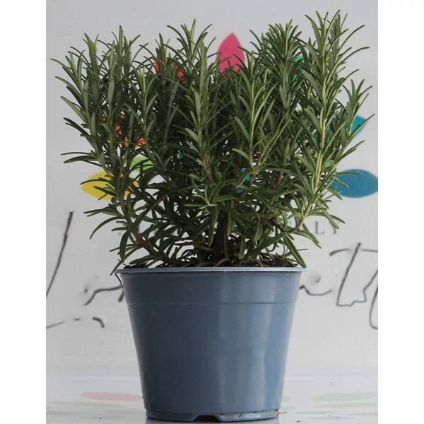Rozmaring ROSMARINUS OFFICINALIS BOKOR K1,5