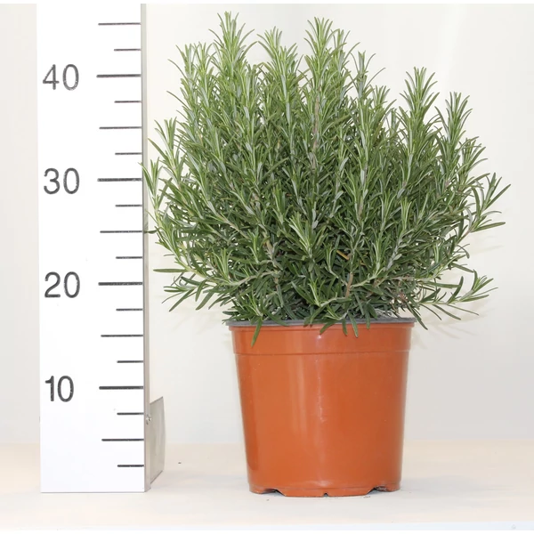Rozmaring ROSMARINUS OFFICINALIS BOKOR K3