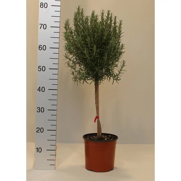 Rozmaring ROSMARINUS OFFICINALIS T1/4 K3