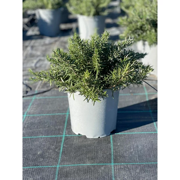 Csüngő rozmaring ROSMARINUS PROSTRATO REPENS K1,5