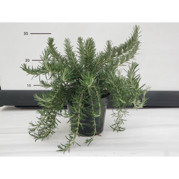 Csüngő rozmaring ROSMARINUS PROSTRATO REPENS K3