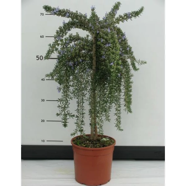 Csüngő rozmaring REPENS ROSMARINUS PROSTRATO REPENS T1/4 K3