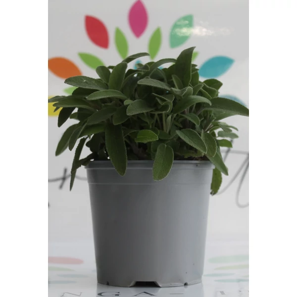 Zsálya FŰSZERNÖVÉNY-SALVIA OFFICINALIS K1,5
