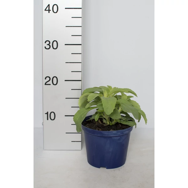 Jázminkapóca FŰSZERNÖVÉNY-STEVIA REBAUDIANA K1,5  