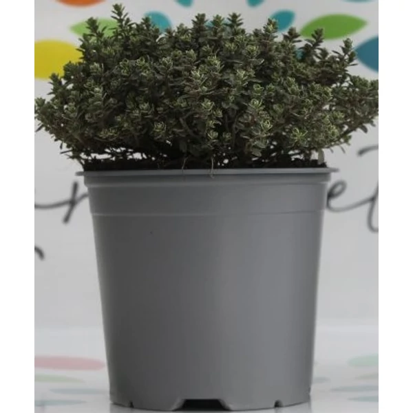 Kerti kakukkfű FŰSZERNÖVÉNY-THYMUS SZÍNVARIÁCIÓK K1,5