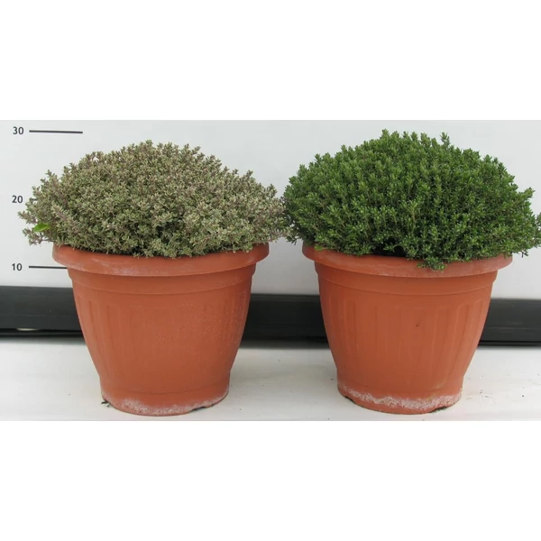 Kerti kakukkfű FAJTÁK FŰSZERNÖVÉNY-THYMUS FAJTÁK CS25-K5,5