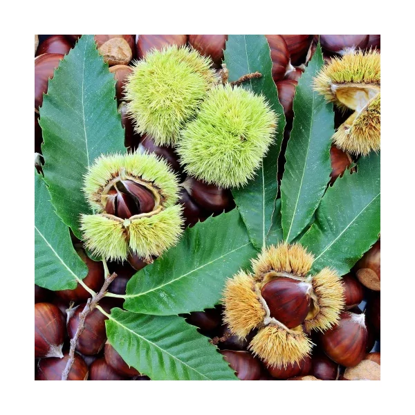 Szelídgesztenye CASTANEA SATIVA PRECOCE MIGOULE 140/+ K7