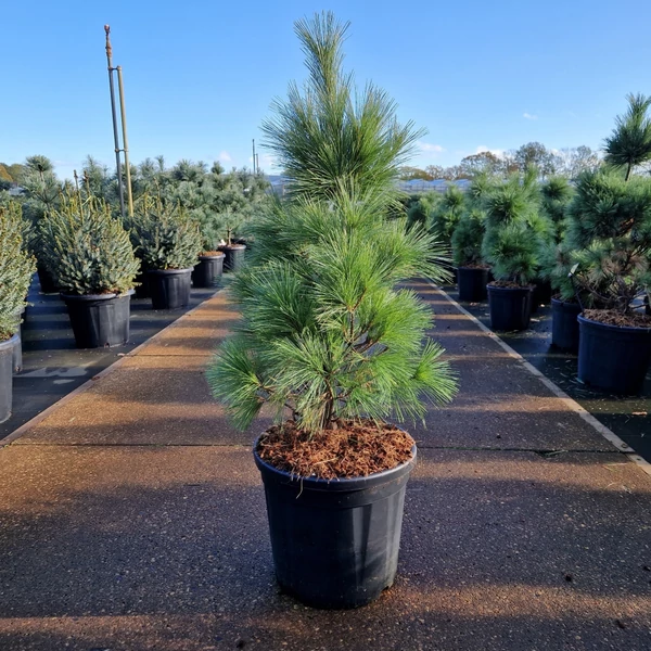 Törpefenyő  PINUS SCHWERINII WIETHORST 60/80 K18