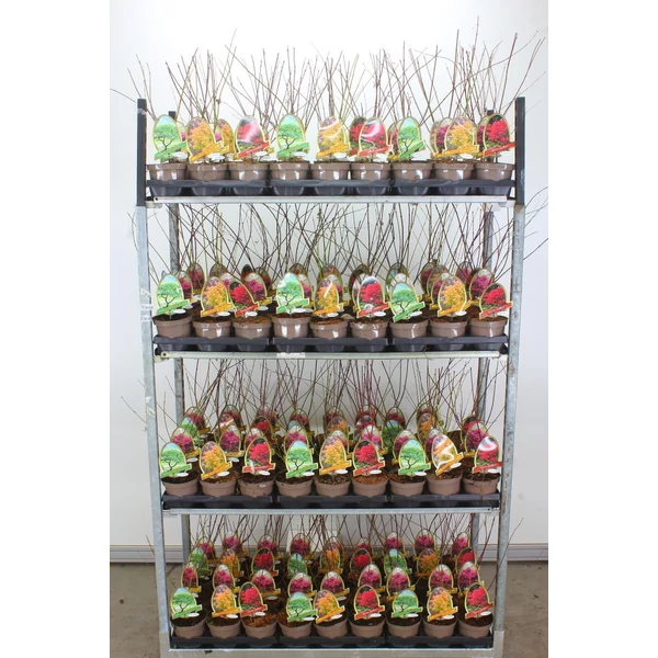 Japán juhar  ACER PALMATUM FAJTÁK 20/30 CS15