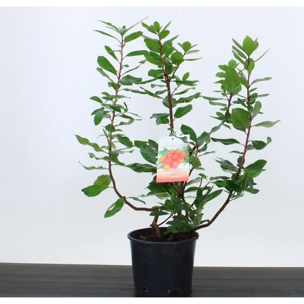 Szamócafa ARBUTUS UNEDO 50/70 CS18