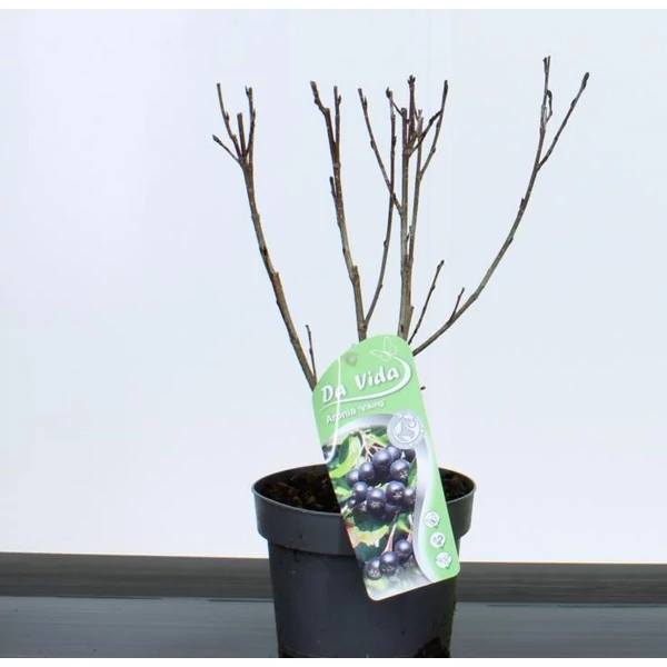 Fekete törpeberkenye ARONIA PRUNIFOLIA VIKING 35/40 K3