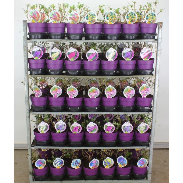 Nyári orgona BUDDLEJA DAVIDII FAJTÁK 25/30 K3