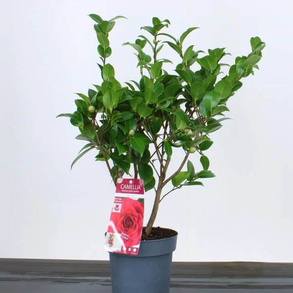 Kamélia   CAMELLIA JAPONICA BLACK LACE 40/45 K3