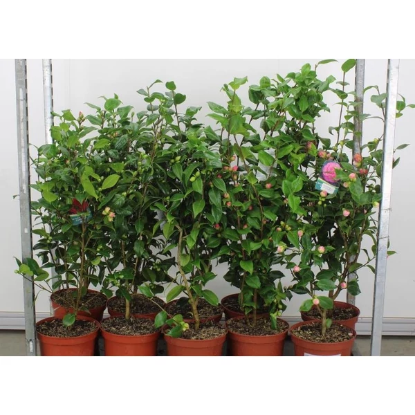 Kamélia   CAMELLIA JAPONICA FAJTÁK 80/100 K7,5