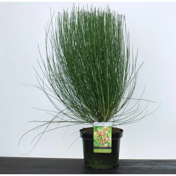 Korai zanót   CYTISUS ZEELANDIA 60/+ K7,5