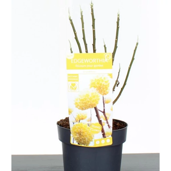 Papírcserje    EDGEWORTHIA CHRYSANTHA GRANDIFLORA 35/40 K3
