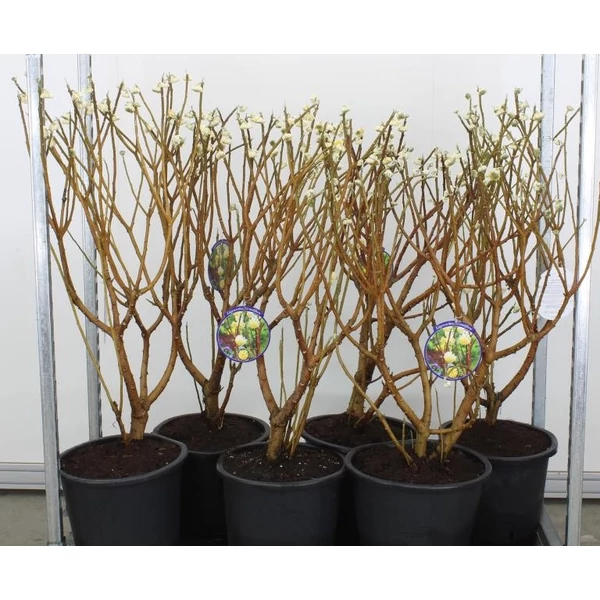 Papírcserje    EDGEWORTHIA CHRYSANTHA GRANDIFLORA 80/100 K20