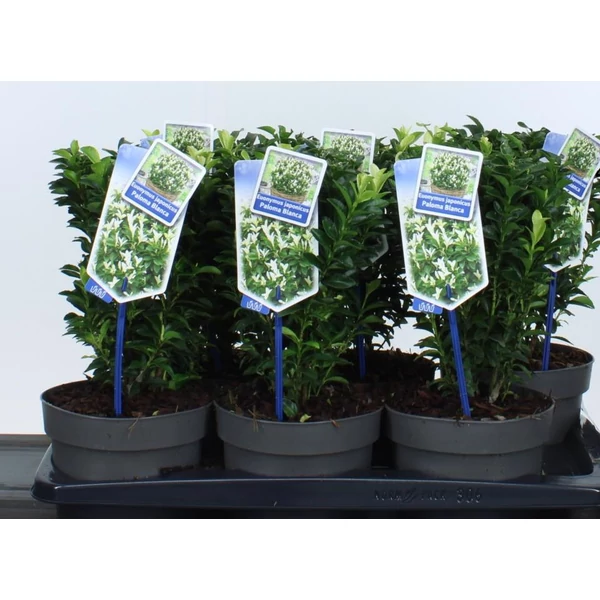 Japán kecskerágó   EUONYMUS JAPONICUS PALOMA BLANCA 20/25 CS17