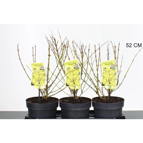 Aranyvessző FORSYTHIA INTERMEDIA MINIGOLD 30/50 CS19