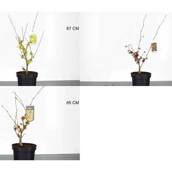 Varázsmogyoró   HAMAMELIS FAJTÁK 40/60 K4