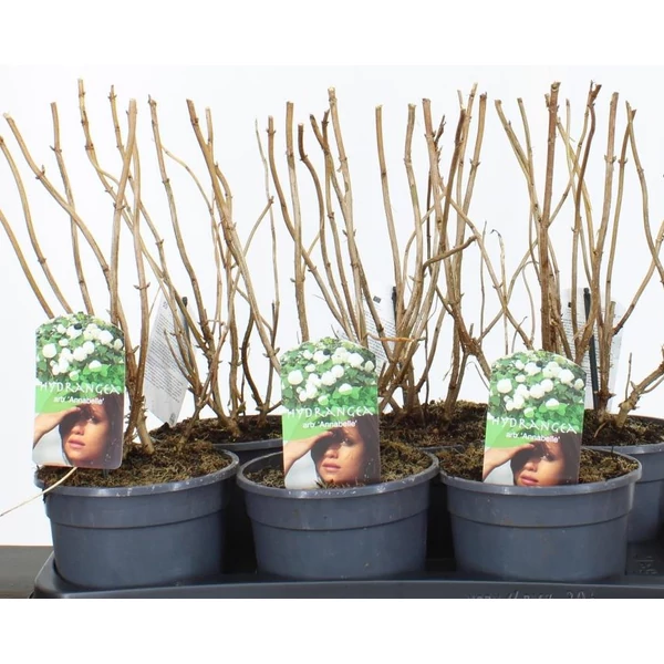 Cserjés hortenzia   HYDRANGEA ARBORESCENS ANNABELLE 30/40 K2,5