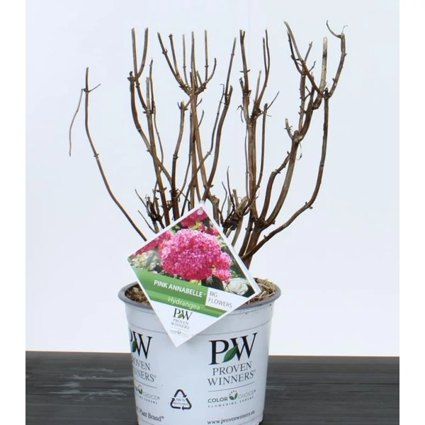 Cserjés hortenzia   HYDRANGEA ARBORESCENS PINK ANNABELLE 30/40 K3