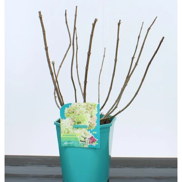 Bugás hortenzia  HYDRANGEA PANICULATA PETITE STAR 30/40 K4,5