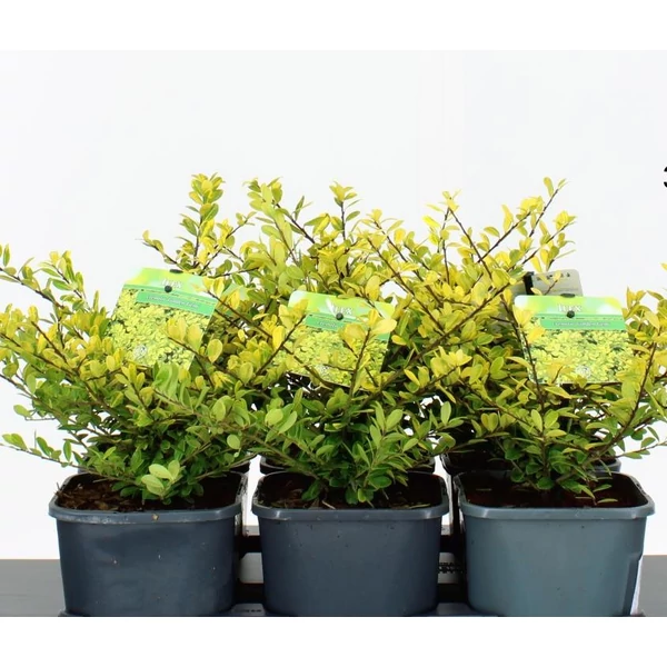 Csipkéslevelű magyal  ILEX CRENATA GOLDEN GEM 20/25 K2