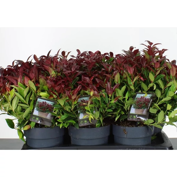 Fürtös hanga  LEUCOTHOE SCARLETTA ZEBRID 20/+ K2