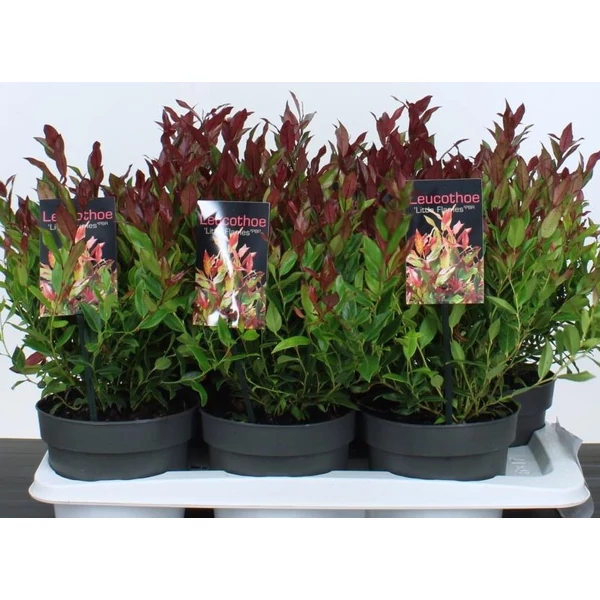 Fürtös hanga  LEUCOTHOE AXILLARIS LITTLE FLAME 20/25 CS17
