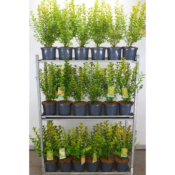 Aranytarka télizöld fagyal LIGUSTRUM OVALIFOLIUM AUREUM 50/60 K5
