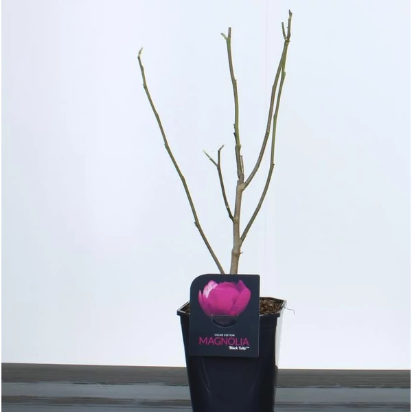 Liliomfa   MAGNOLIA BLACK TULIP 50/60 K4,5