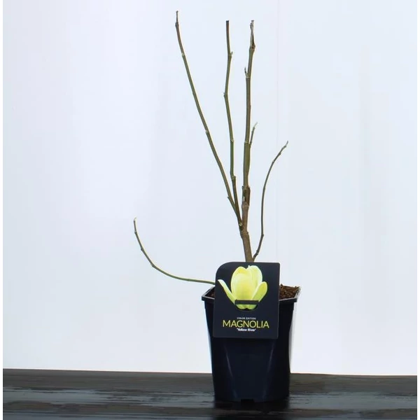 Liliomfa    MAGNOLIA DENUDATA YELLOW RIVER 50/60 K4,5
