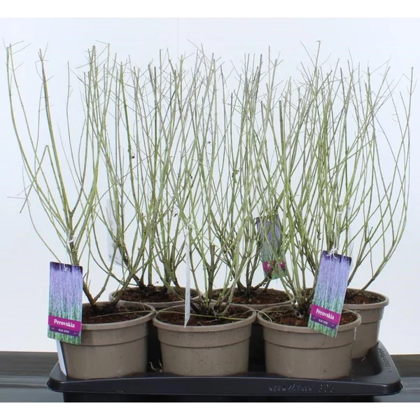 Sudárzsálya  PEROVSKIA ATRIPLICIFOLIA BLUE SPIRE 25CM CS17