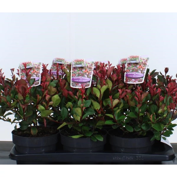 Örökzöld korallberkenyePHOTINIA FRASERI LITTLE RED ROBIN 25/30 K2