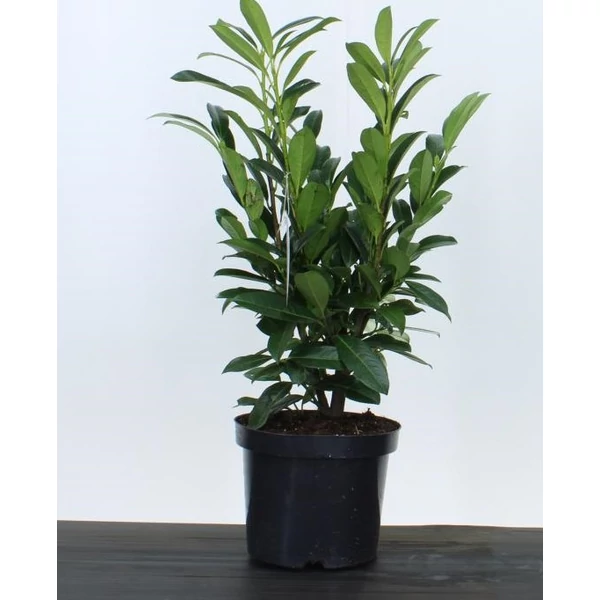 Oszlopos babérmeggy    PRUNUS LAUROCERASUS ELLY 40/60 K4