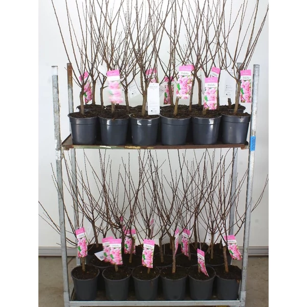Babarózsa   PRUNUS TRILOBA T50 K5