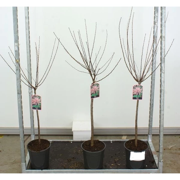 Babarózsa    PRUNUS TRILOBA T60 CS24