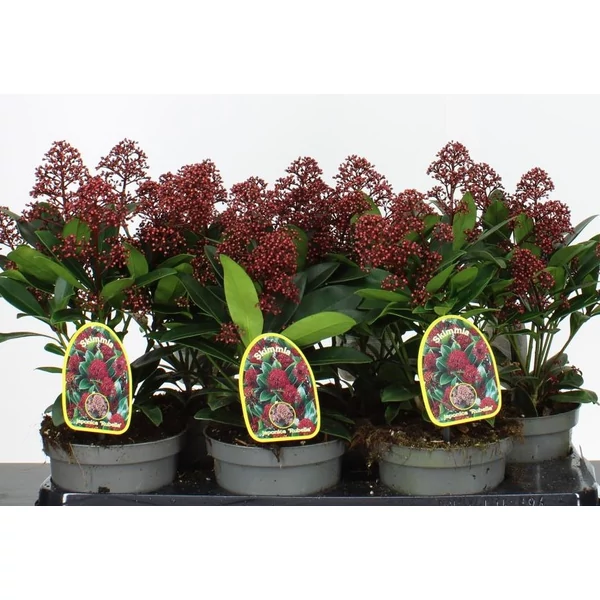 Japán dérbabér    SKIMMIA JAPONICA RUBELLA 25/30 CS15