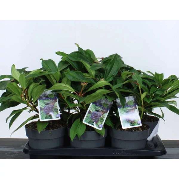 Törpe bangita  VIBURNUM DAVIDII 20/25 K2