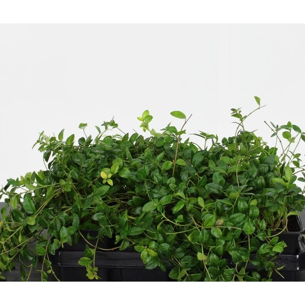 Kis meténg   VINCA MINOR 12/15 CS9
